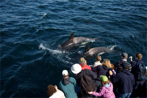 Iceberg & Whale Watching