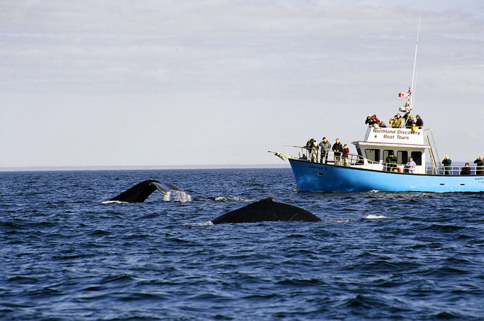 Icebergs & Whales Package