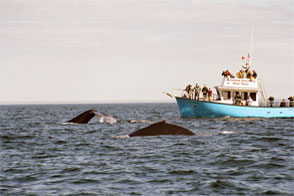 Boat Tours