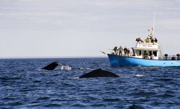 Icebergs & Whales Package