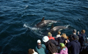 Icebergs, Whales & Viking Tales Package